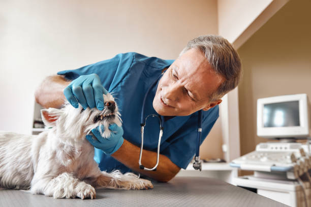 Best Knocked-Out Tooth (Avulsed Tooth) Treatment in Barstow, CA